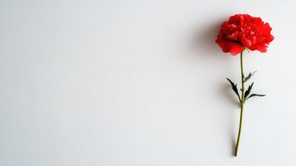 Fototapeta premium Single red flower on white background