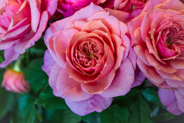 Beautiful Roses for My Love