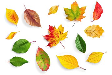 Fototapeta premium Brightly colored autumn leaves in shades of yellow, orange, red, and green spread across a clean white background, showcasing the stunning transformation of nature