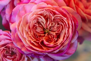 Beautiful Roses for My Love