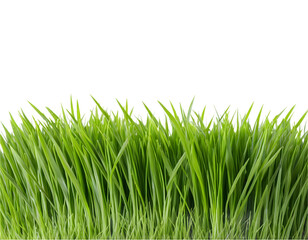 Obraz premium Fresh Green Grass Blades Against Transparent Background