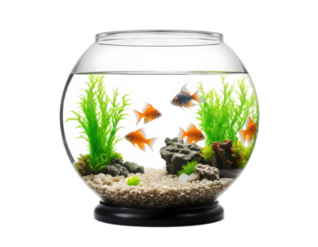Round Fish Tank with Colorful Fish and Lush Plants