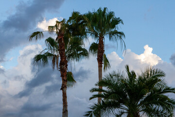 Cloudy Skies in a Tropical Setting