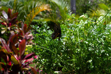 Parsley, Sage, Rosemary and Butterfly