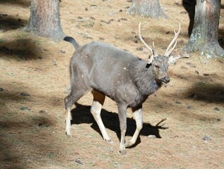 Male deer in the woods