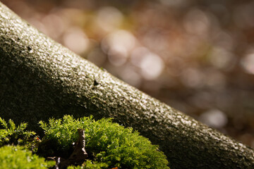 close-up tree bark, brown background, bokeh, forest floor,  green moss, grey tree bark with moss in the sunshine, balls of light in the background