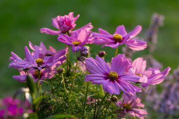 różowe onętki, łąka kwietna, cosmos flower, flower meadow,  © meegi
