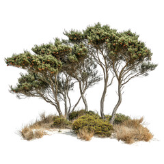 group of she oak trees with fine wispy foliage and cones, surrounded by sandy ground and dry grass, creating serene natural landscape