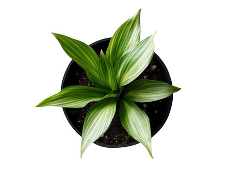 Fototapeta  top view of an indoor potted plant on transparent on white background