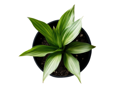  top view of an indoor potted plant on transparent background