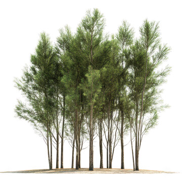 Tall Casuarina trees with thin needle like leaves create lush green cluster, providing serene and natural atmosphere. Their unique structure adds beauty to any landscape