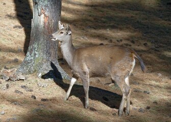 Female deer in the woods