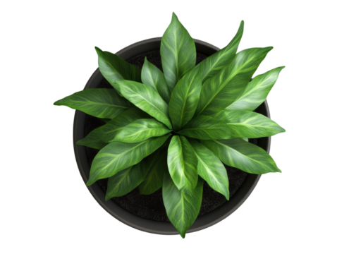  top view of an indoor potted plant on transparent background