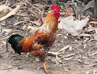 The Cock : A vibrant rooster struts confidently across a sunlit field, feathers glistening in hues...