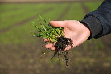 A man in a field holds cereal sprouts in his hand. The concept of the profession of agronomist or farmer. Spring day in the field.