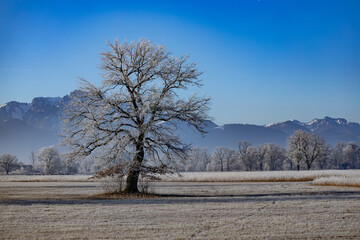Chiemsee Winter