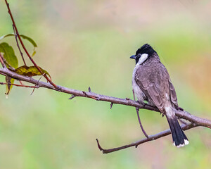 White Cheek Bulbul