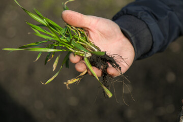 A man in a field holds cereal sprouts in his hand. The concept of the profession of agronomist or farmer. Spring day in the field.