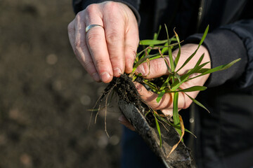 A man in a field holds cereal sprouts in his hand. The concept of the profession of agronomist or farmer. Spring day in the field.