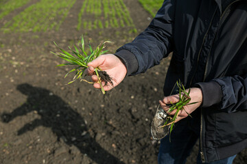 A man in a field holds cereal sprouts in his hand. The concept of the profession of agronomist or farmer. Spring day in the field.
