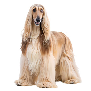 recommend clip art: Elegant Afghan Hound Portrait: Graceful, Majestic, Purebred Dog on White Background, Studio Shot pet