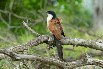Coucal de Burchell,.Centropus burchellii, Burchell's Coucal