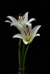 Elegant White Lilies Close Up Dark Background Still Life
