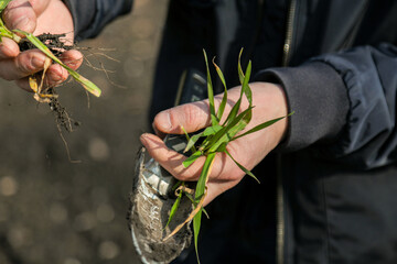 A man in a field holds cereal sprouts in his hand. The concept of the profession of agronomist or farmer. Spring day in the field.