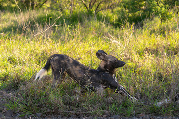 Lycaon, Lycaon pictus, Afrique du Sud