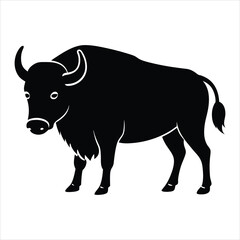 black and white bull