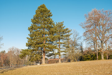 Pinus nigra austriaca Österreischische Schwarzkiefer Habitus