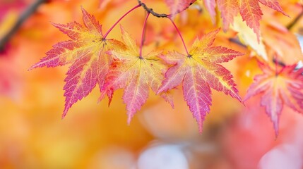 Vibrant Autumn Maple Leaves Displaying Rich Colors
