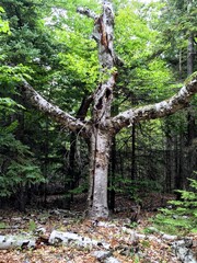 An Old Scary Looking Tree