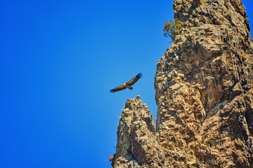 Griffon vulture (Gyps fulvus) a large bird of prey. Wild vultures in the mountains of Bulgaria. Madzharovo, Eastern Rhodopes. Scavengers feed at sunrise. Wild live scene in nature.