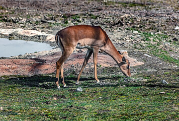 Impala antelope female grazing on the lawn. Latin name - Aepyceros melampus