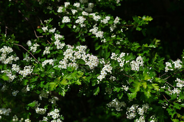 branches of blooming hawthorn with white flowers in the garden