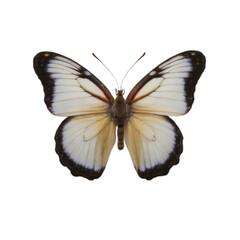 butterfly png 