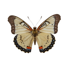 butterfly png 