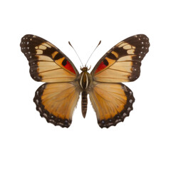 Fototapeta premium butterfly png 