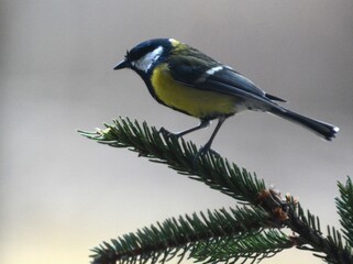 cinciallegra