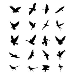 Bird Silhouettes on white background.