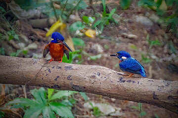 photo of the blue-eared kingfisher