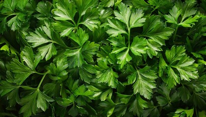 parsley or cilantro top view, AI generated