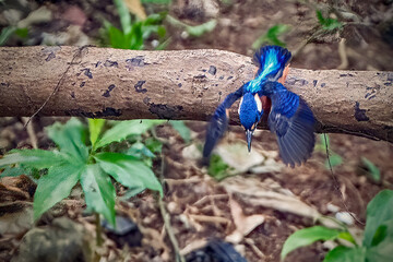 photo of the blue-eared kingfisher
