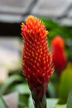 Beautiful red flower of guzmania conifera