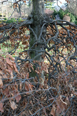 Roots entwined with branches create a captivating natural sculpture
