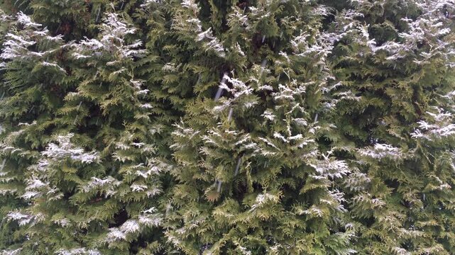 snowfall on the background of evergreen trees