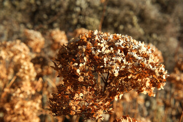 Dried hydrangeas glow in autumn sunlight in a tranquil garden