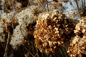 Autumn blooms with delicate textures in the golden sunlight