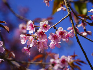 asia, blossom, plant, season, travel, tree, cover, horizontal, photography, tranquility, color image, full, hill, springtime, wallpaper, background, beautiful, bloom, chiang mai, forest, fresh, garden
